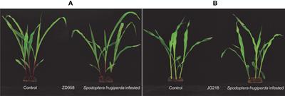 Different responses of two maize cultivars to Spodoptera frugiperda (Lepidoptera: Noctuidae) larvae infestation provide insights into their differences in resistance